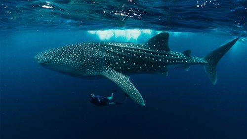 Top Things To Do In Maldives, From Island Hopping To Excursions